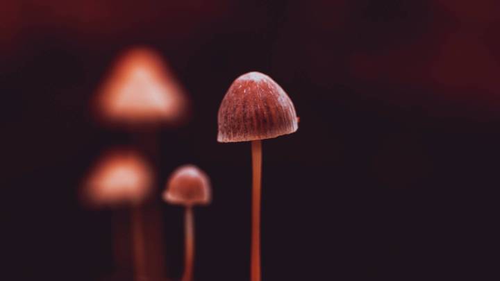 The Future of Magic Mushrooms