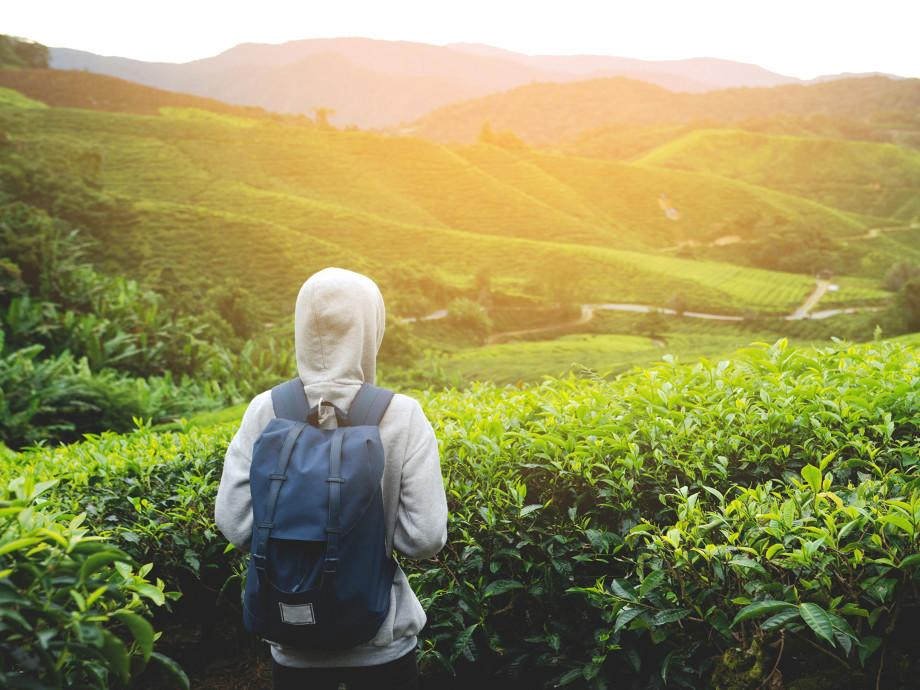 Solving the Mysteries of Malaysia's Cameron Highlands